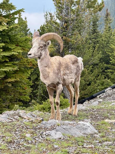 Photo d'avis client sur Circuit de 6 jours dans les Rocheuses : Aventure dans les parcs nationaux de Banff, Yoho, Jasper et Waterton