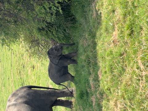 Young elephant calf walks through green grass beside its mother in a wildlife reserve.