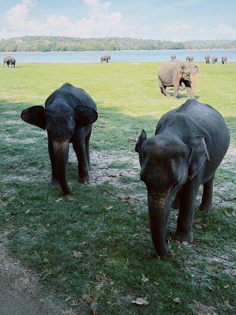 Two juvenile elephants approach curiously across a grassy clearing, ears outstretched.