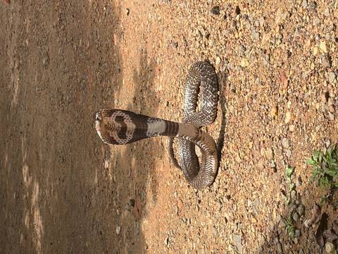 Coiled cobra rises with hood flared on a dirt path, displaying distinctive patterns.