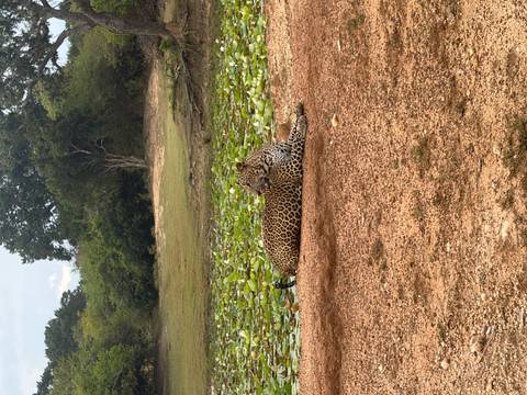 Leopard lounges on sandy bank beside a pond filled with green lily pads in the wild.