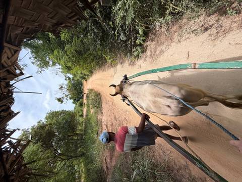 Local guide leads an ox pulling a wooden cart down a sandy forest track.