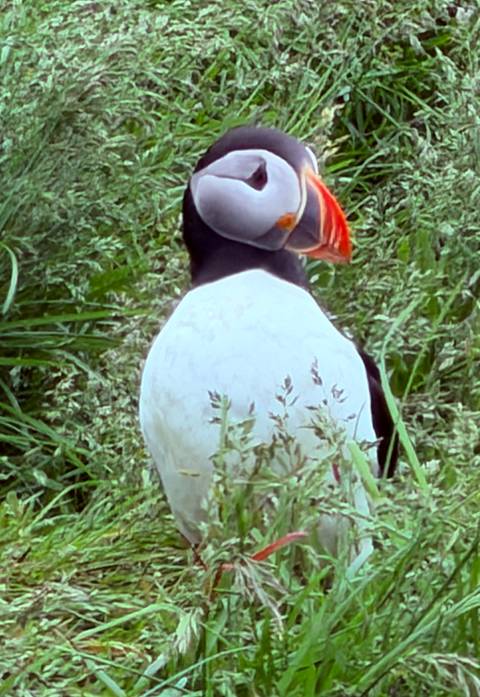 Close-up of a colorful puffin standing in tall green grass