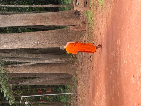 Buddhist monk in orange robes walking alone along a red dirt path lined with tall trees