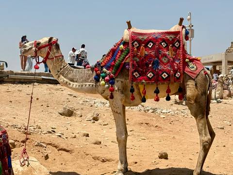 A decorated camel waits on the sandy plateau with tourists and pyramids nearby.