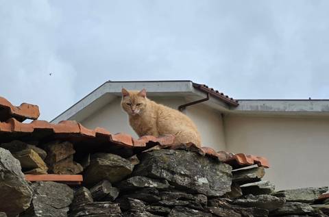 Ginger cat perched on a rustic stone wall roof with overcast sky behind.