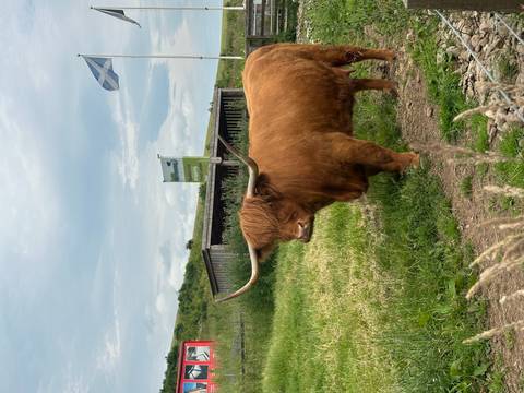 Close portrait of a shaggy-haired Highland cow standing in green pasture beneath a Scottish flag.