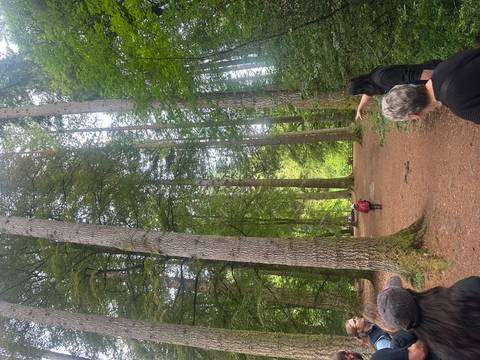 Tall Douglas fir trees line a forest trail as a guide gestures toward the canopy in The Hermitage.