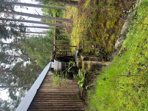 Old wooden waterwheel and sluice beside a rustic shed in a mossy Scottish pine forest.
