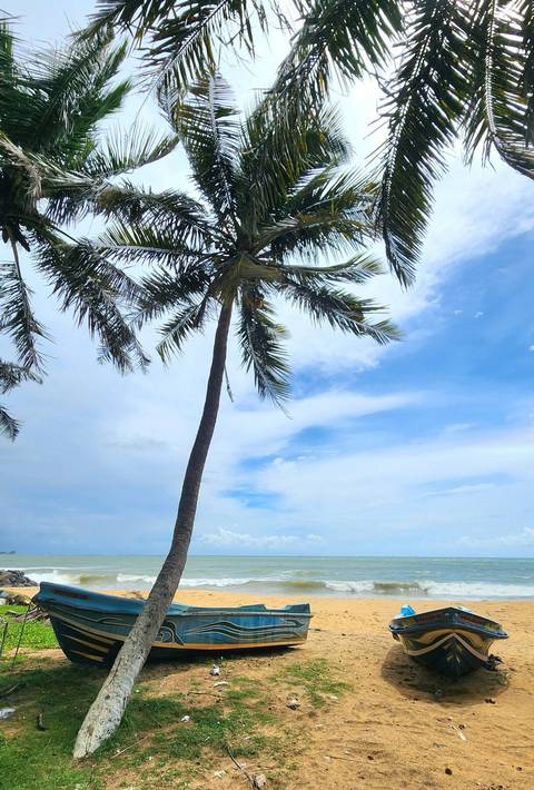 Single palm tree leans over a bright tropical blue sky and wispy clouds along Sri Lanka’s coast.