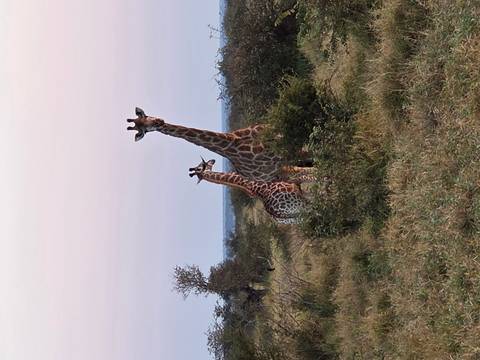 Two giraffes standing in open savanna grassland with pastel dawn sky.