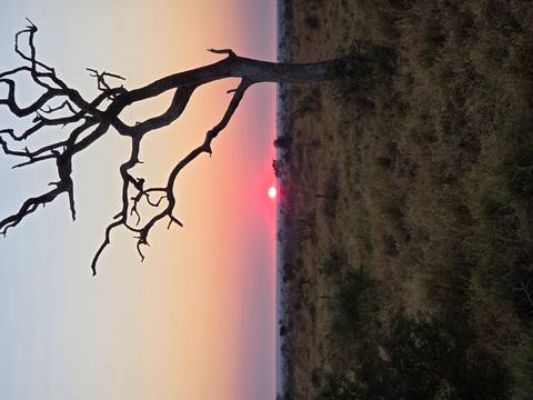 Fiery orange sun setting below the horizon of an African savanna with a silhouetted bare tree in the foreground.