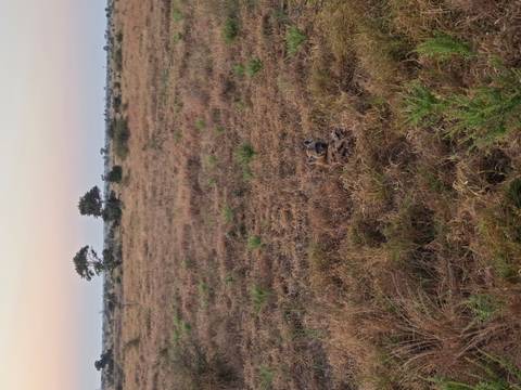 Hyena lying in dry grass on open savanna under soft dawn light with pastel sky.