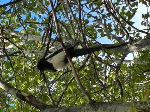 Close shot of a black-billed magpie perched among leafy green branches.