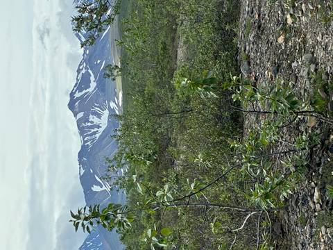 Alaskan tundra with low shrubs and distant snow-patched mountains under grey skies.