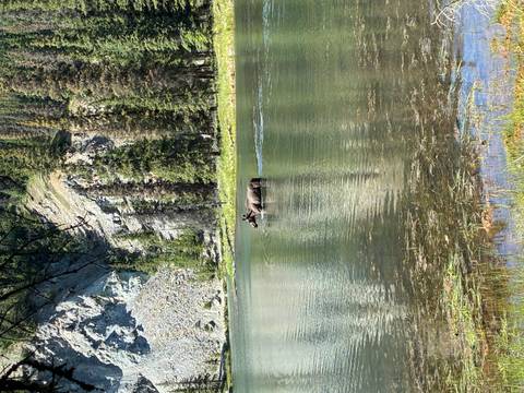 A moose wading through a calm forest lake surrounded by evergreen trees and cliffs.