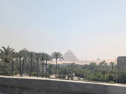 Hazy midday view of the Giza Pyramids framed by tall palm trees and a stretch of desert beyond a suburban edge.