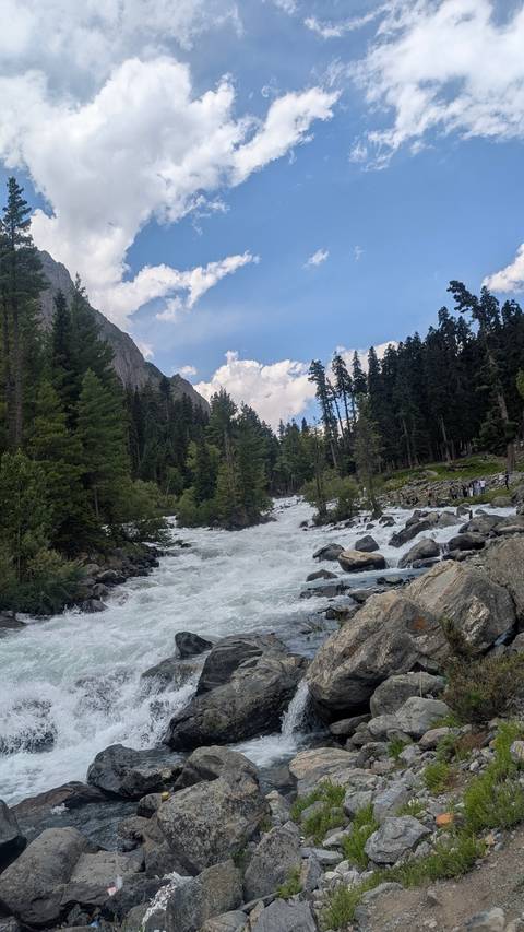 Raging mountain river cascades through a pine forest with rocky boulders under a blue sky.