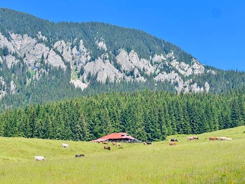 Cows grazing in a green meadow below towering limestone cliffs and dense pine forest.