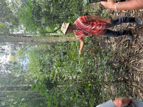 Local guide in traditional shirt pointing out plants within dense jungle vegetation