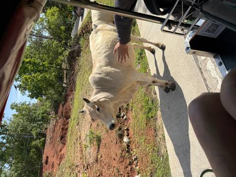 White cow standing on roadside while tourists in tuk-tuk reach out to pet it