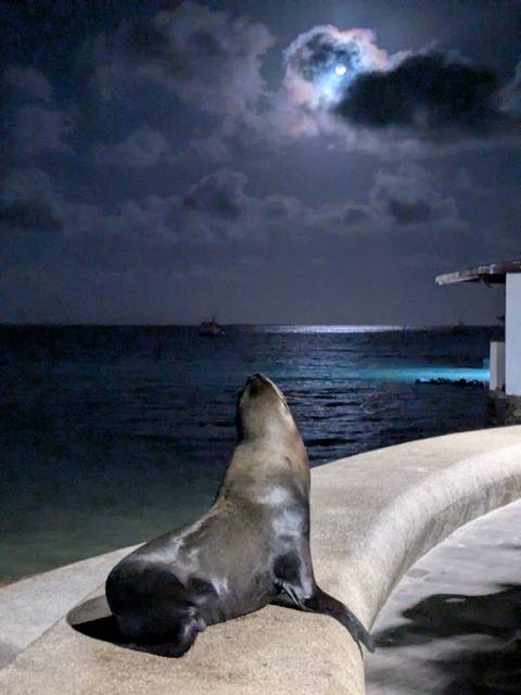 Sea lion looking out at moonlit ocean at night from a pier edge