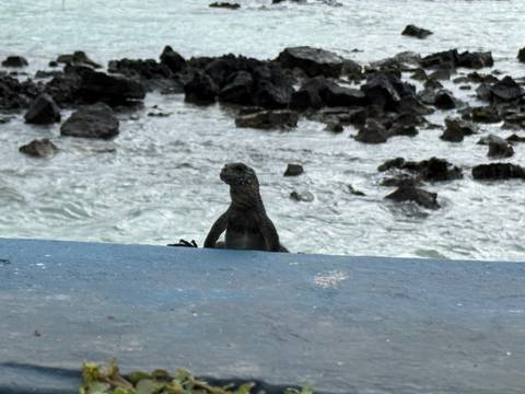 Marine iguana peeking over blue pier edge with rocky shore and sea behind
