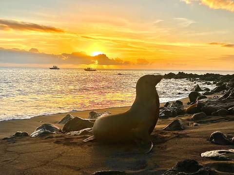 Silhouette of a sea lion on sandy beach during vibrant golden sunset over the ocean
