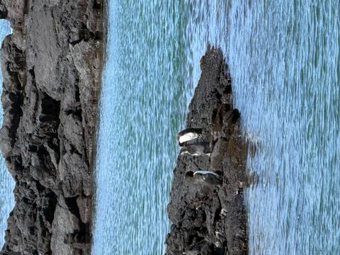 Three Galápagos penguins standing on black lava rocks beside turquoise water