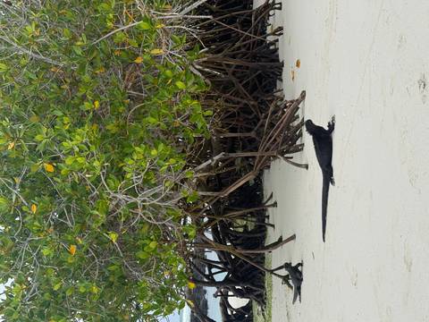 Marine iguana walking across white sand beneath tangled mangrove roots