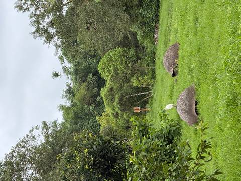 Giant Galápagos tortoises grazing on lush green highland meadow with an egret nearby