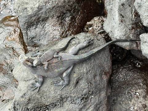 Two marine iguanas clinging to dark volcanic rock, one biting the other