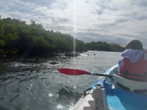 Person paddling a blue kayak near playful sea lions in calm coastal waters with mangrove bushes under a partly cloudy sky