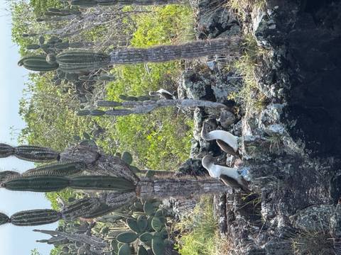 Several blue-footed boobies perched on rugged lava rocks surrounded by tall cacti and green shrubbery