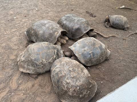 Cluster of large tortoises resting together on dry dusty ground