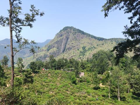 Lush green tea plantations and forest below a rugged mountain ridge on a clear day.