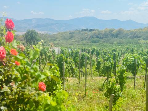 Sun-drenched vineyard rows with blooming roses in front of distant Sicilian mountains.