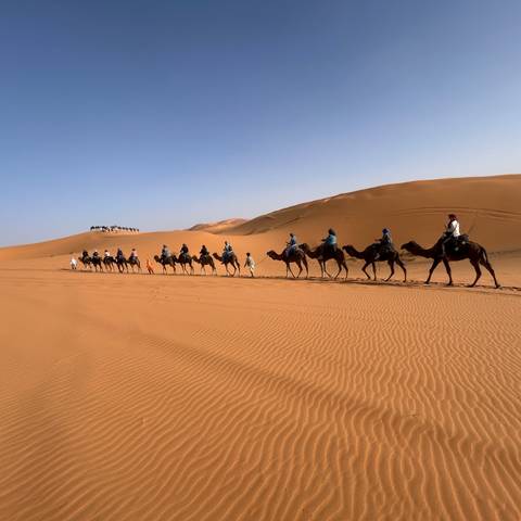 Long single-file camel train crossing rippled desert dunes under pale blue sky.