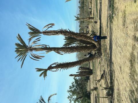 Person climbing a tall multi-trunk palm while another watches in an arid grove beneath blue sky.
