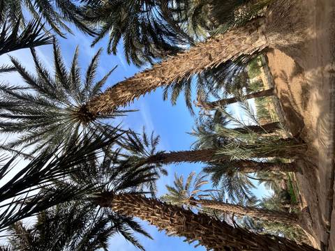 Towering date palms arch overhead in a lush desert oasis beneath a bright sky.