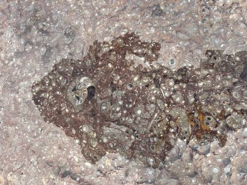 Close-up of a polished stone slab filled with spiral ammonite fossils of varying sizes.