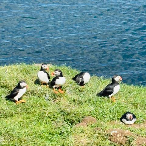 Five Atlantic puffins standing on a grassy cliff edge above deep blue sea water.