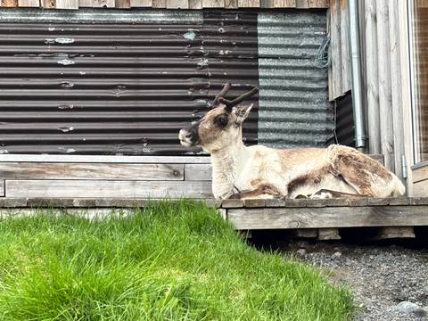 A resting reindeer lying on a wooden deck beside rustic cabin walls.