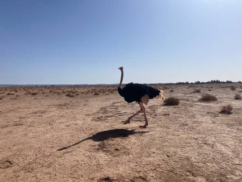 Photo d'avis client sur Circuit de 3 jours de Mhamid au désert de Chegaga – Expédition nomade dans les dunes de l'Erg Chegaga