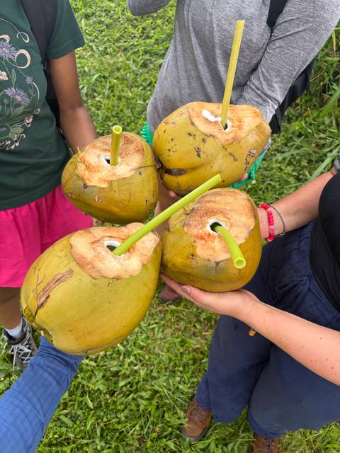 Hands hold four freshly opened coconuts with straws ready for drinking.