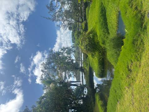 Lush wetland with reflective pools, palms and bright clouds in blue sky.