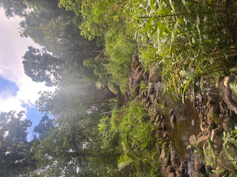 Sun-dappled jungle stream winding through rocks and dense tropical vegetation.