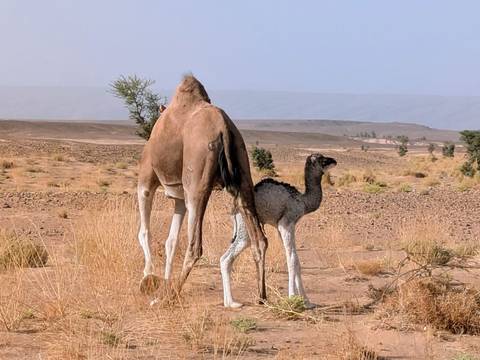 Photo d'avis client sur Circuit de 3 jours de Mhamid au désert de Chegaga – Expédition nomade dans les dunes de l'Erg Chegaga