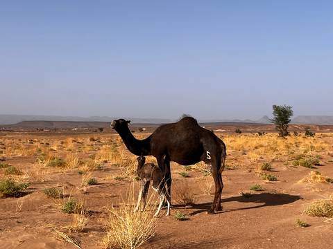 Photo d'avis client sur Circuit de 3 jours de Mhamid au désert de Chegaga – Expédition nomade dans les dunes de l'Erg Chegaga