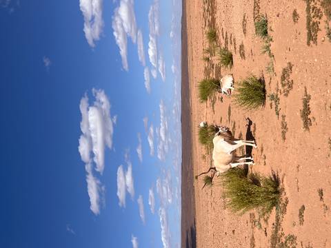 Open desert plain with sparse shrubs and two antelopes standing beneath a deep-blue cloud-dotted sky.